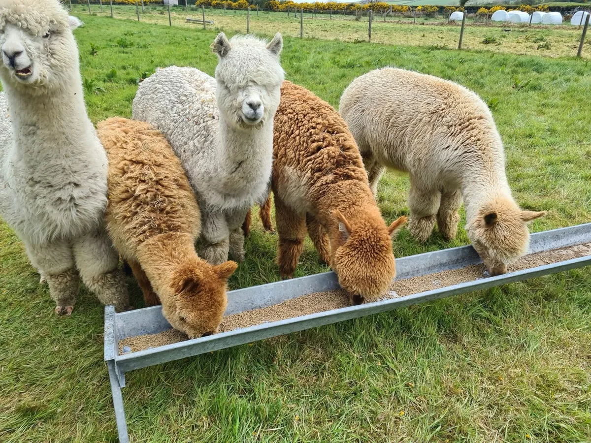 Alpacas - MOURNE ALPACAS sales - Image 1