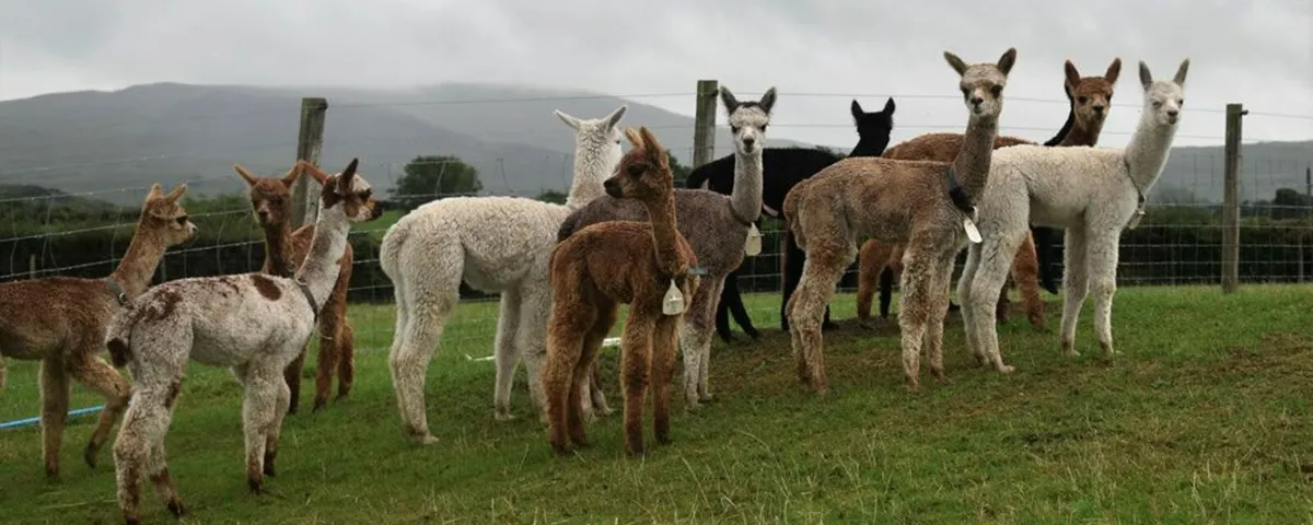 Alpacas - MOURNE ALPACAS training & sales - Image 1