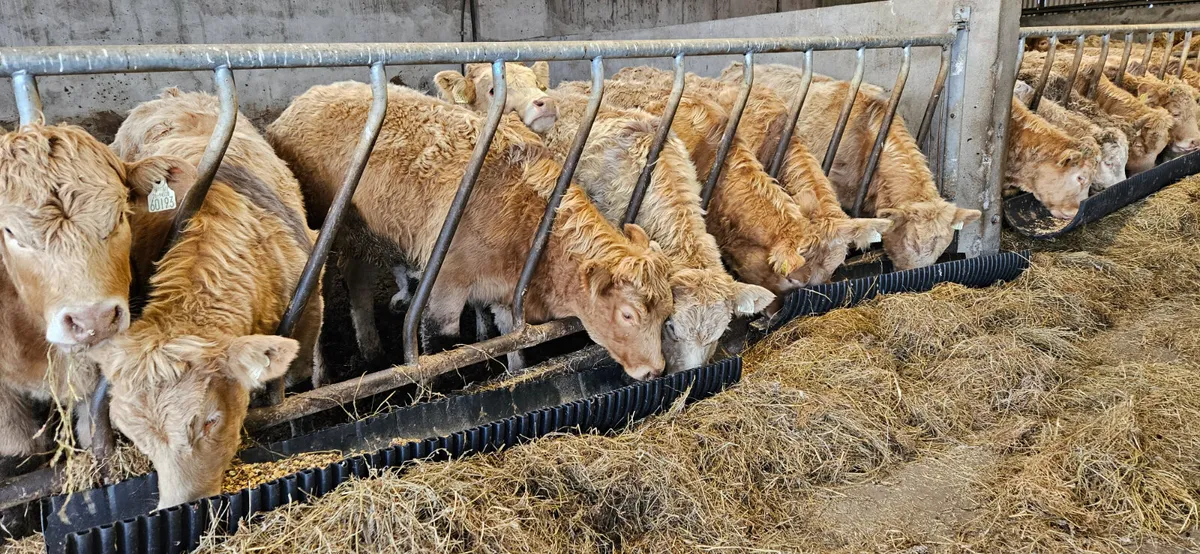 *20 Charolais Heifers * - Image 3