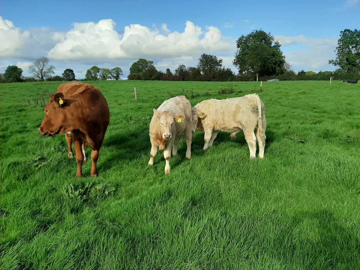 Cattle Clipping - Image 3