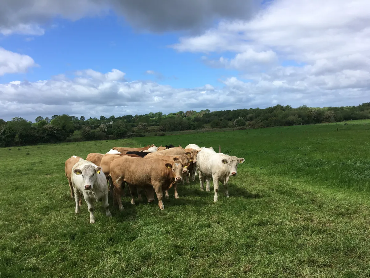 Cattle Clipping - Image 2