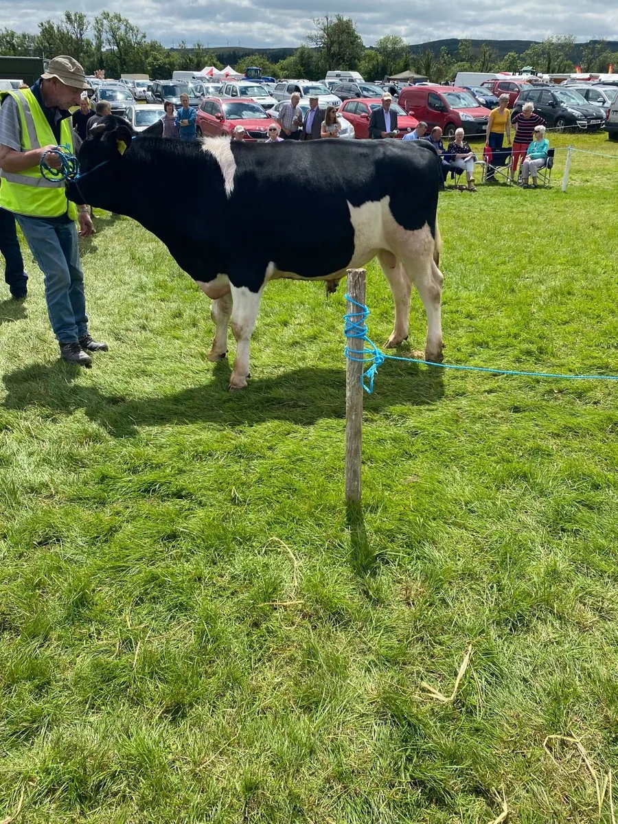 British friesian bulls for sale - Image 2