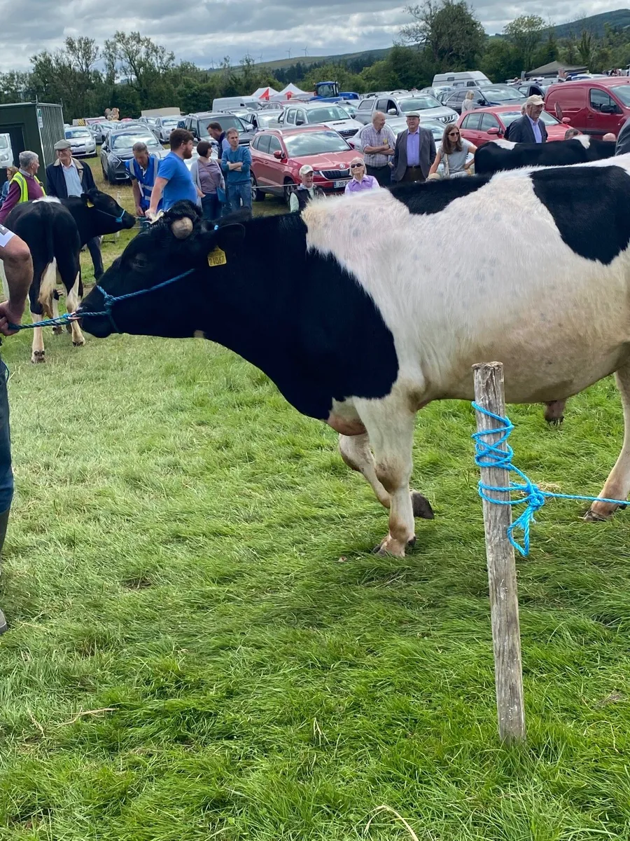 British friesian bulls for sale - Image 3