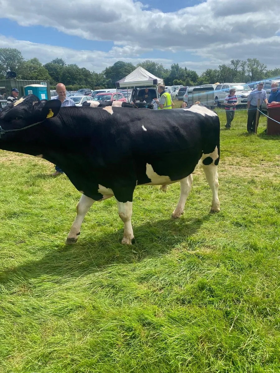 British friesian bulls for sale - Image 4