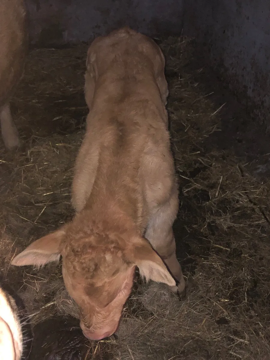Limousin bull - Image 4