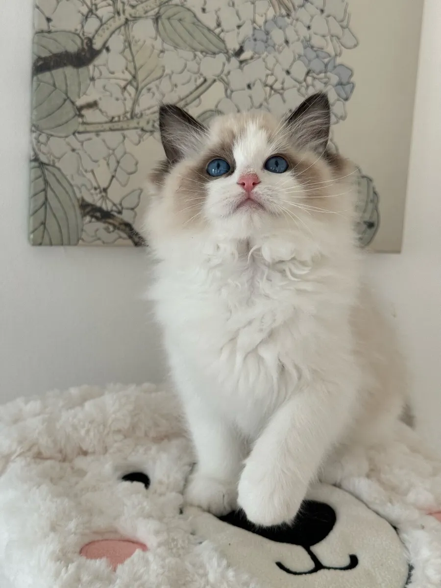 Ragdoll como Kittens CFA
