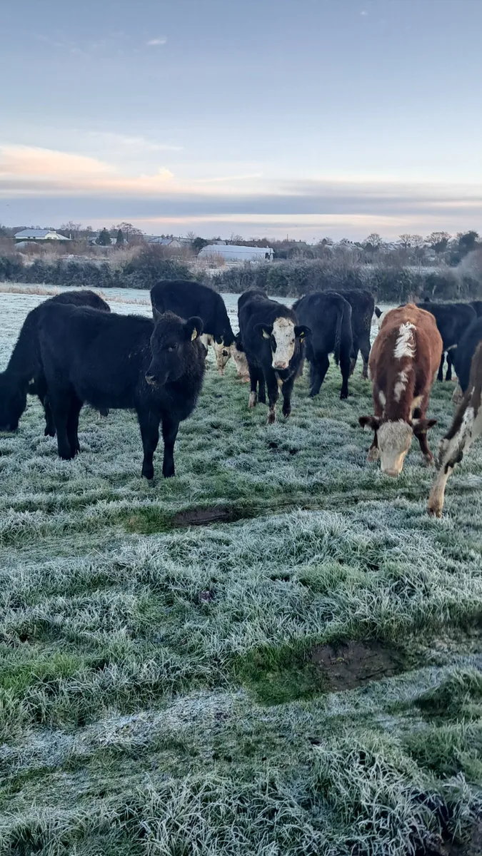 Weanling heifers - Image 4