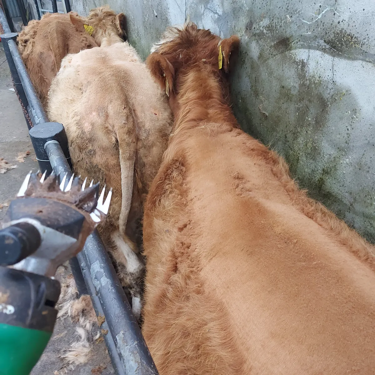 Cattle Clipping - Image 1