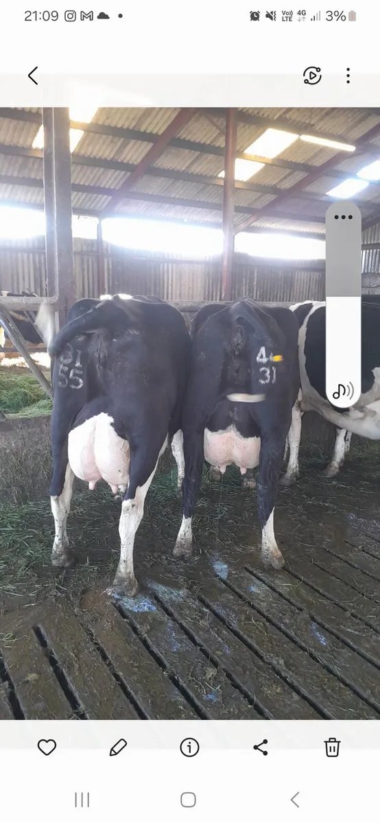 GORTALEA MART DAIRY COWS friday 11th - Image 2