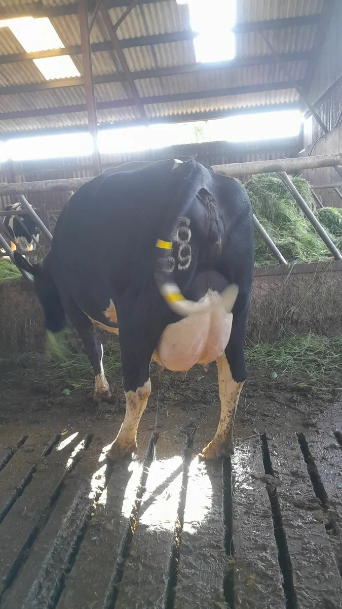 GORTALEA MART DAIRY COWS friday 11th - Image 3