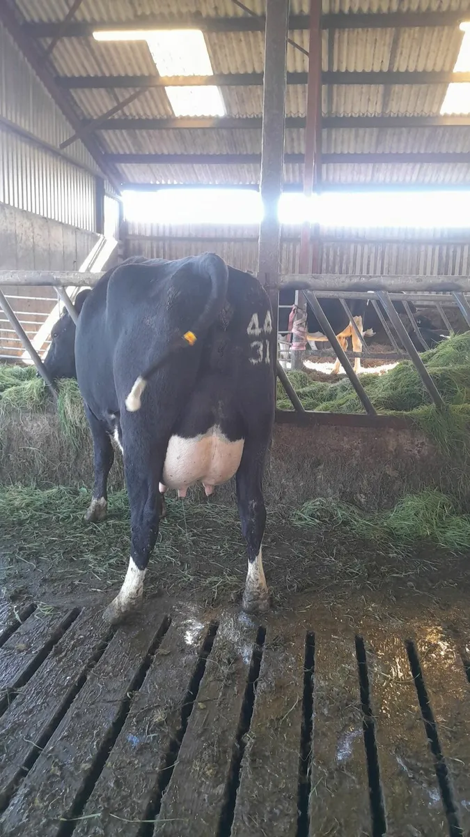 GORTALEA MART DAIRY COWS friday 11th - Image 4