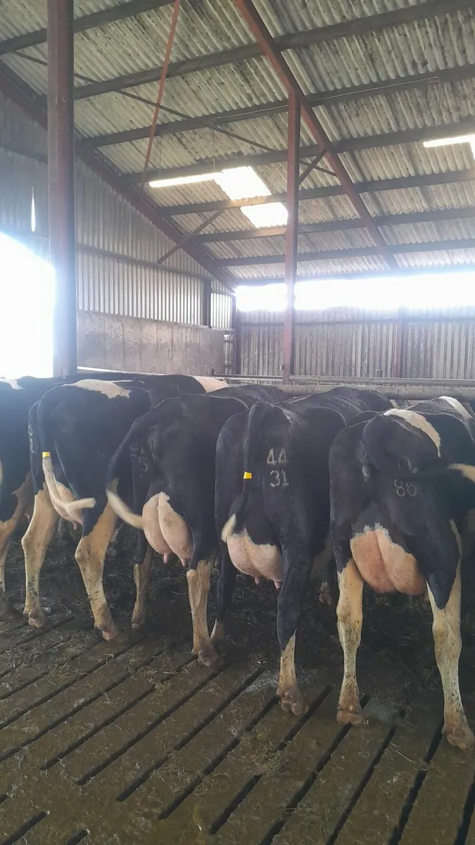 GORTALEA MART DAIRY COWS thursday 16TH - Image 1