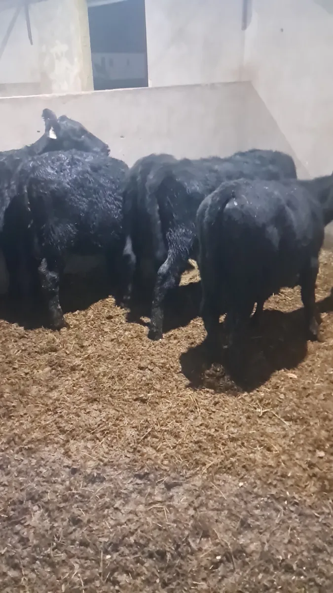 Angus heifers - Image 2