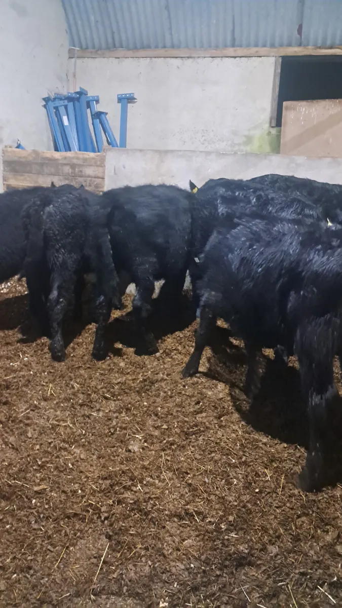 Angus heifers - Image 1