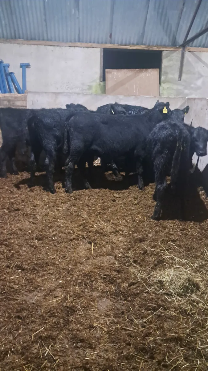 Angus heifers - Image 3