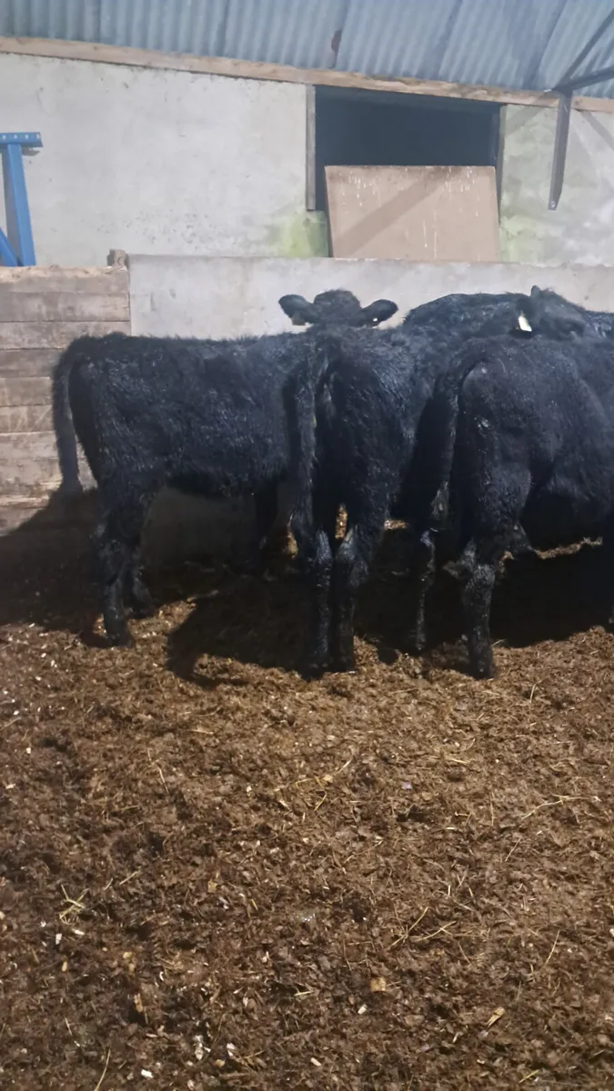 Angus heifers - Image 4
