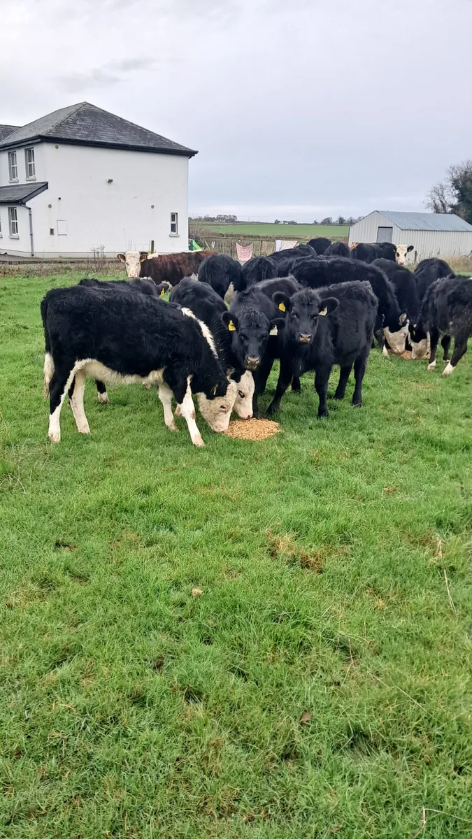 Weanling heifers - Image 1