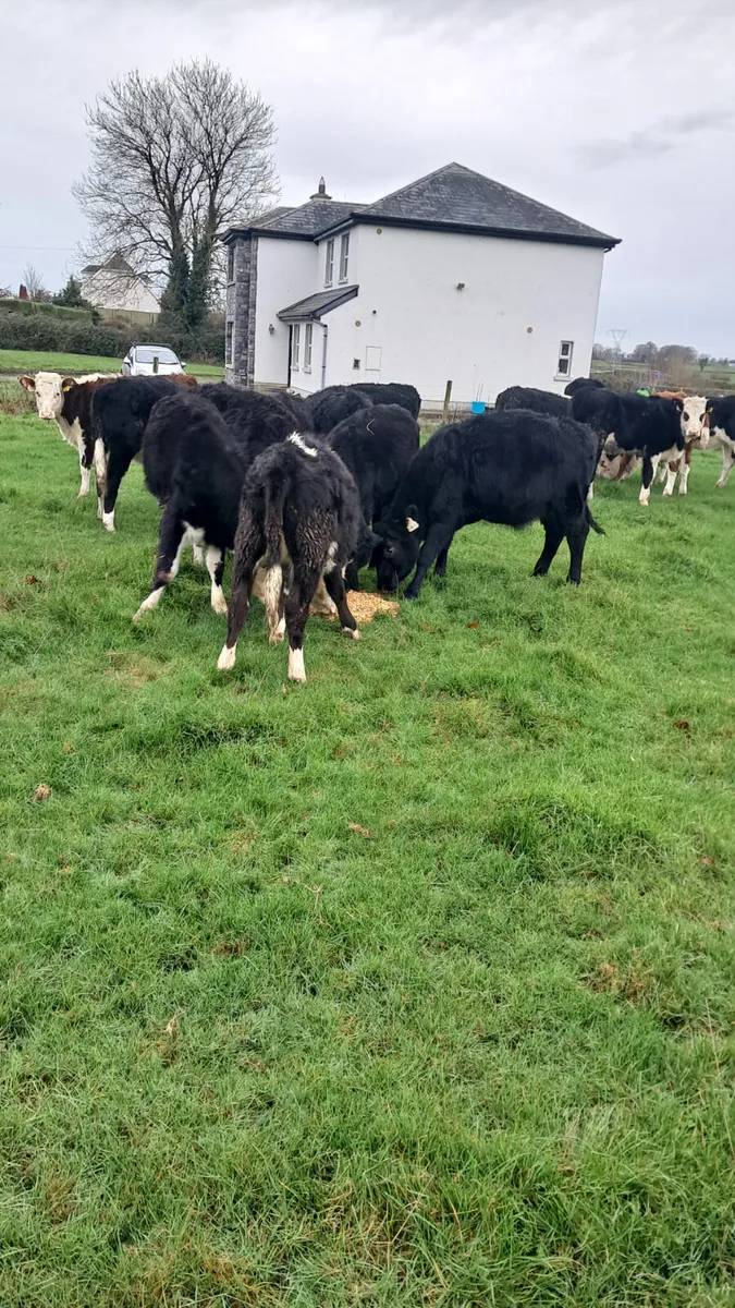 Weanling heifers - Image 2