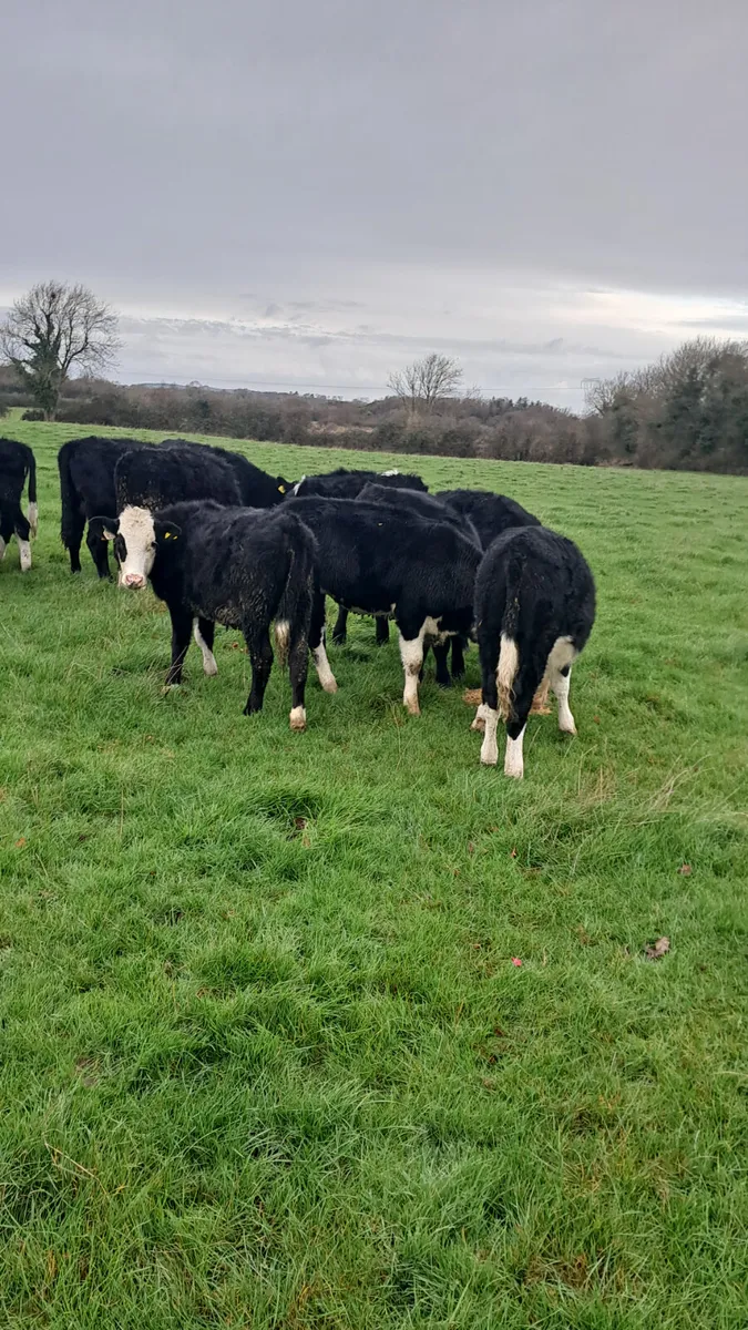 Weanling heifers - Image 3