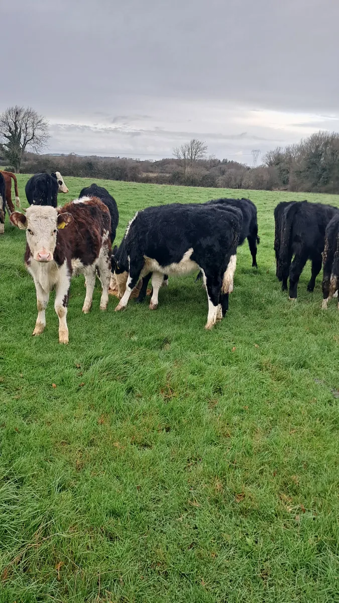 Weanling heifers - Image 4