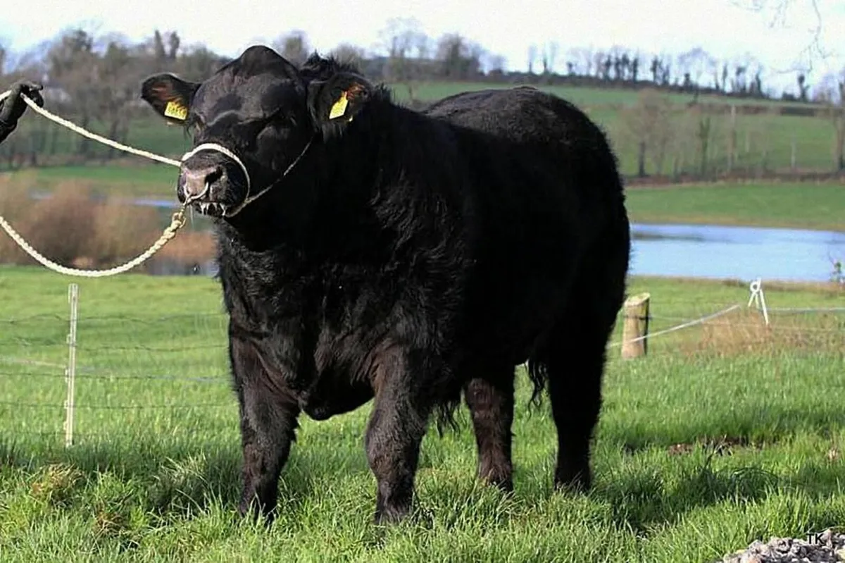 Angus Bulls - Image 2