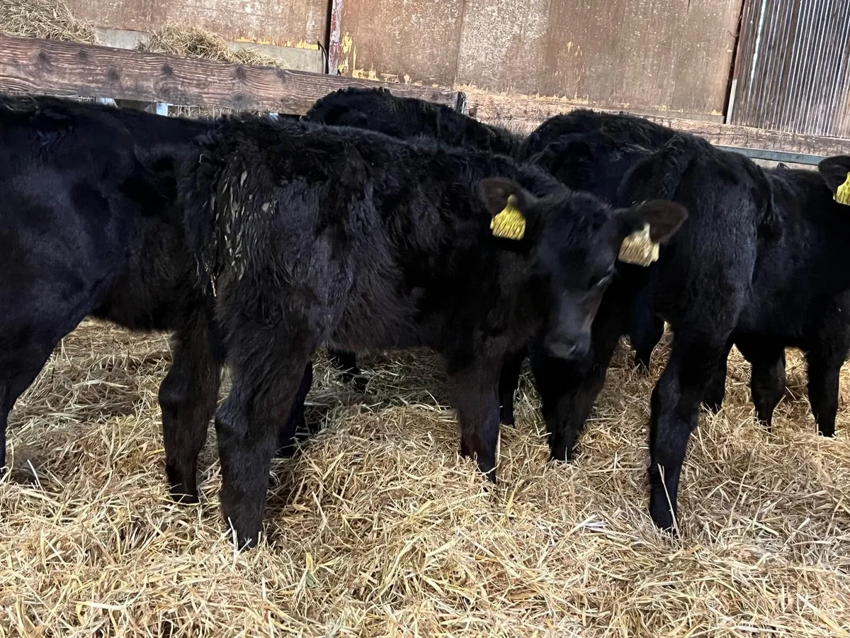 Aberdeen Angus Calves for sale in Co. Monaghan for €1 on DoneDeal