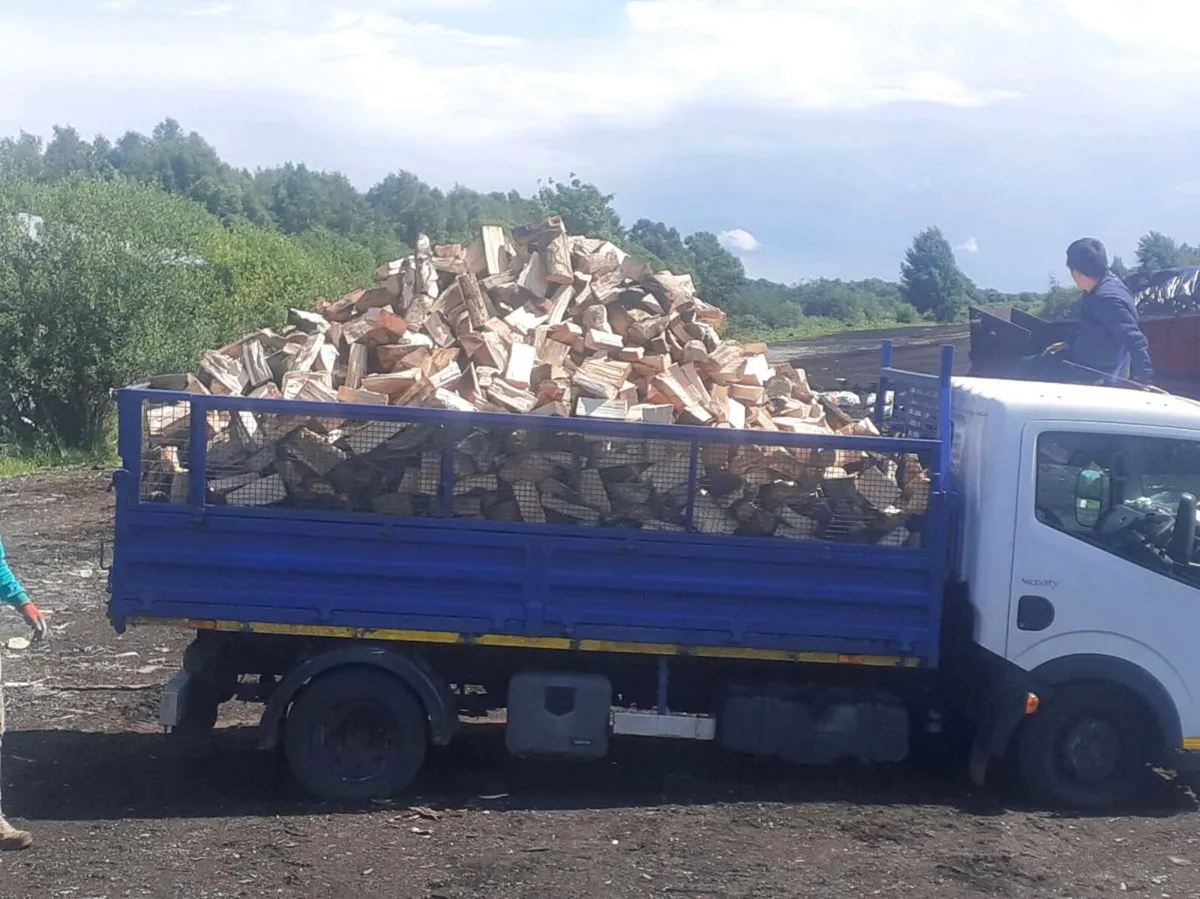 Firewood timber hardwood digger work - Image 4