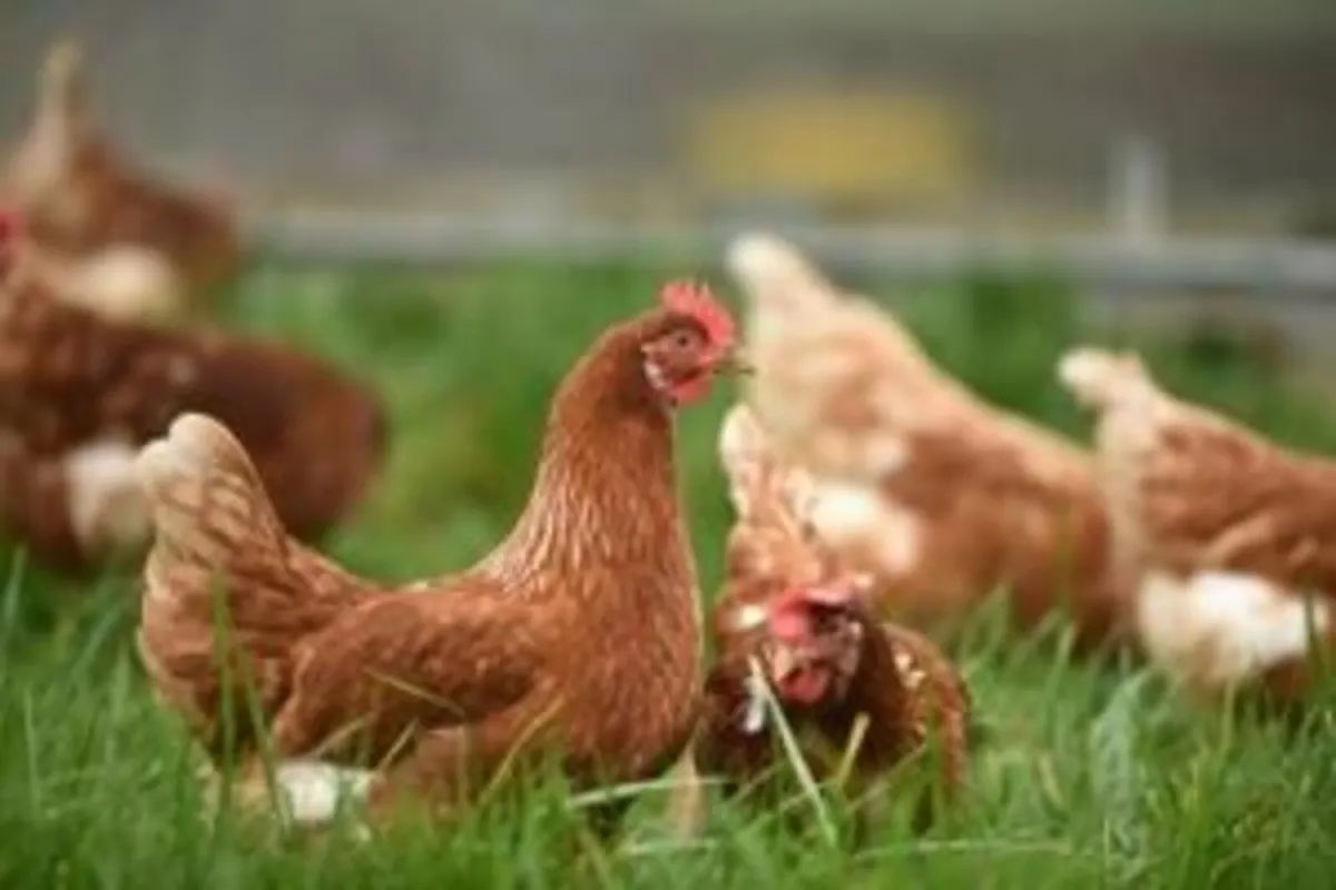 khaki campbell ducks and hybrid reds hens - Image 3