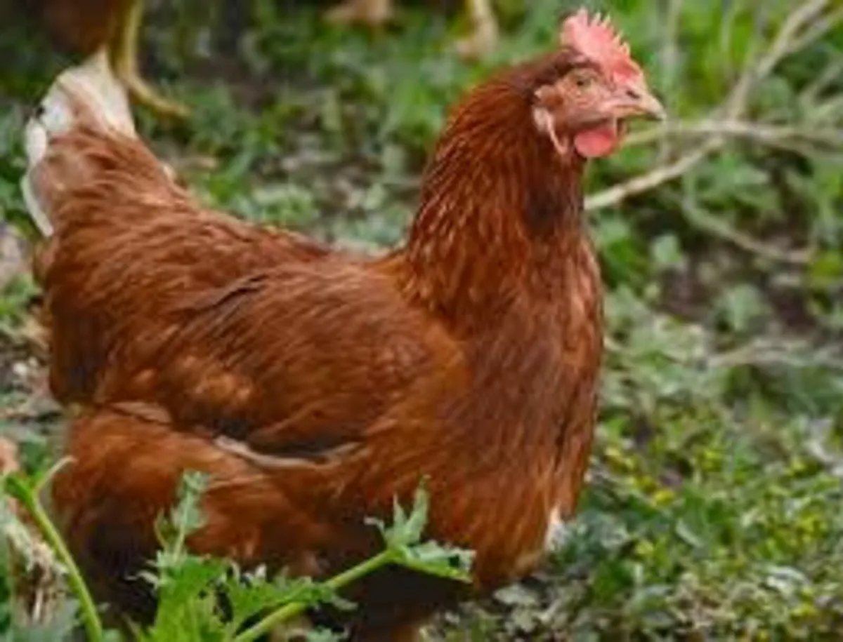 khaki campbell ducks and hybrid reds hens - Image 4