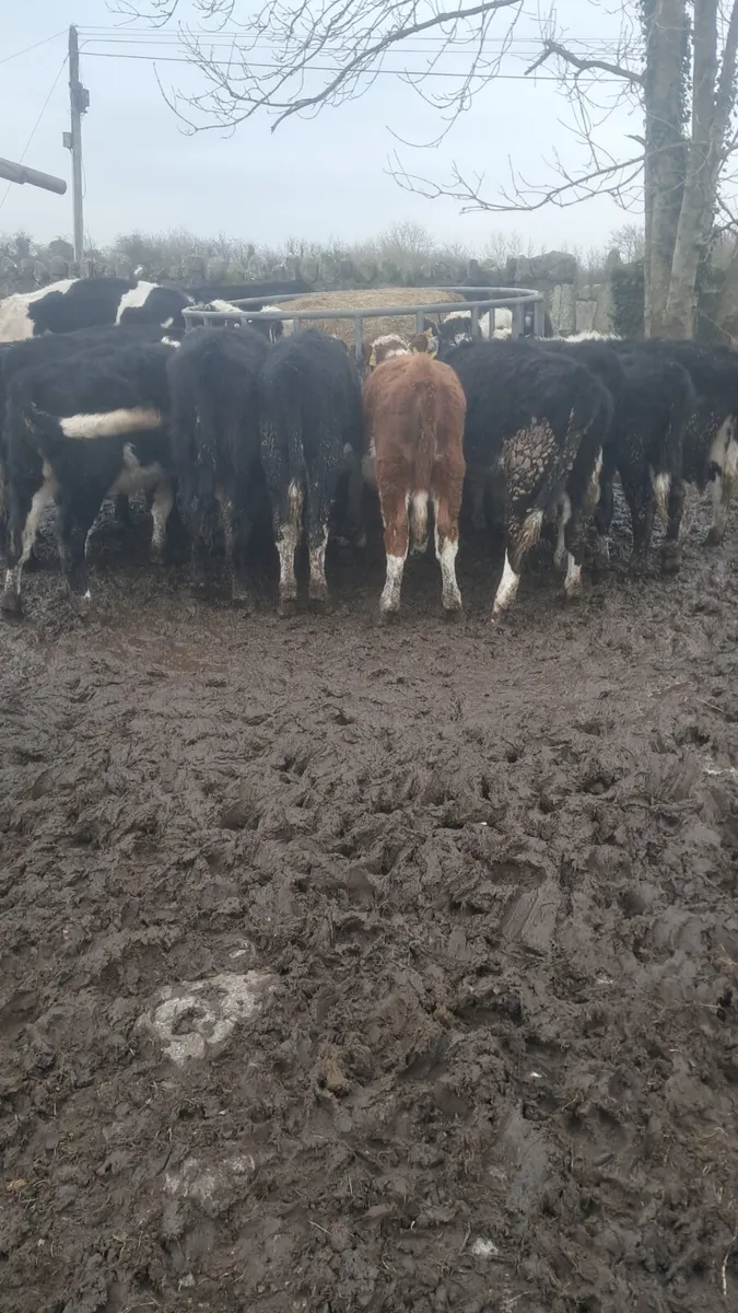 Weanling heifers - Image 2