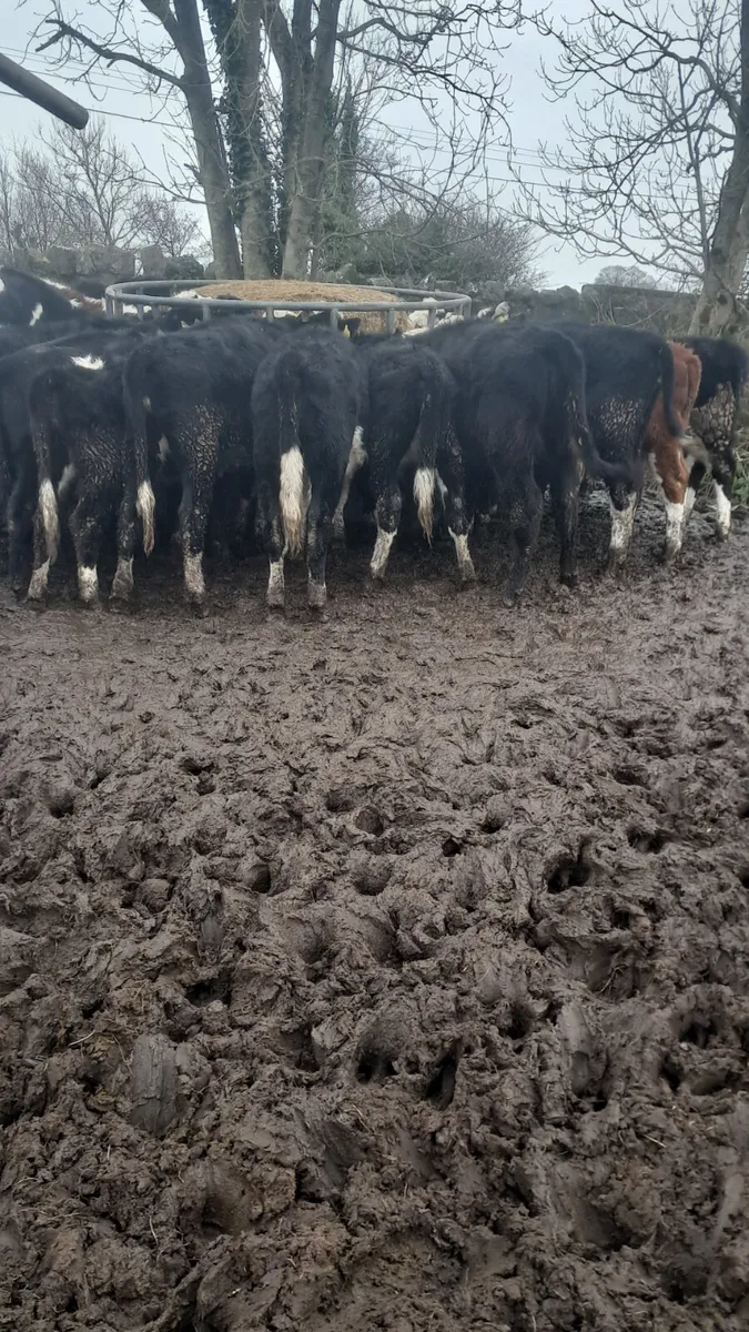 Weanling heifers - Image 3