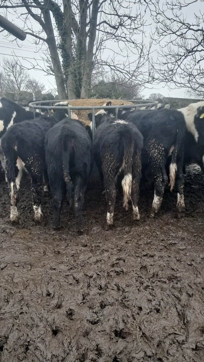 Weanling heifers - Image 2