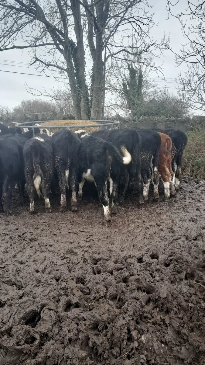 Weanling heifers - Image 1