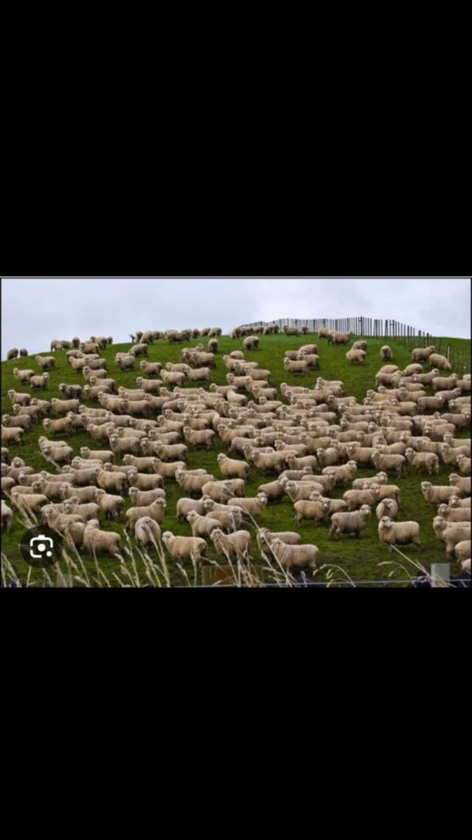 Store Lambs/Ewes&Lambs @foot Required - Image 2