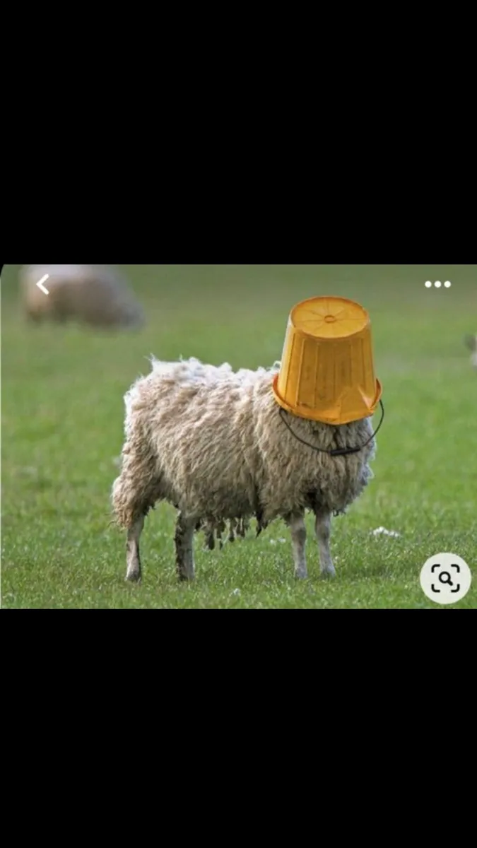 Store Lambs/Ewes&Lambs @foot Required - Image 3