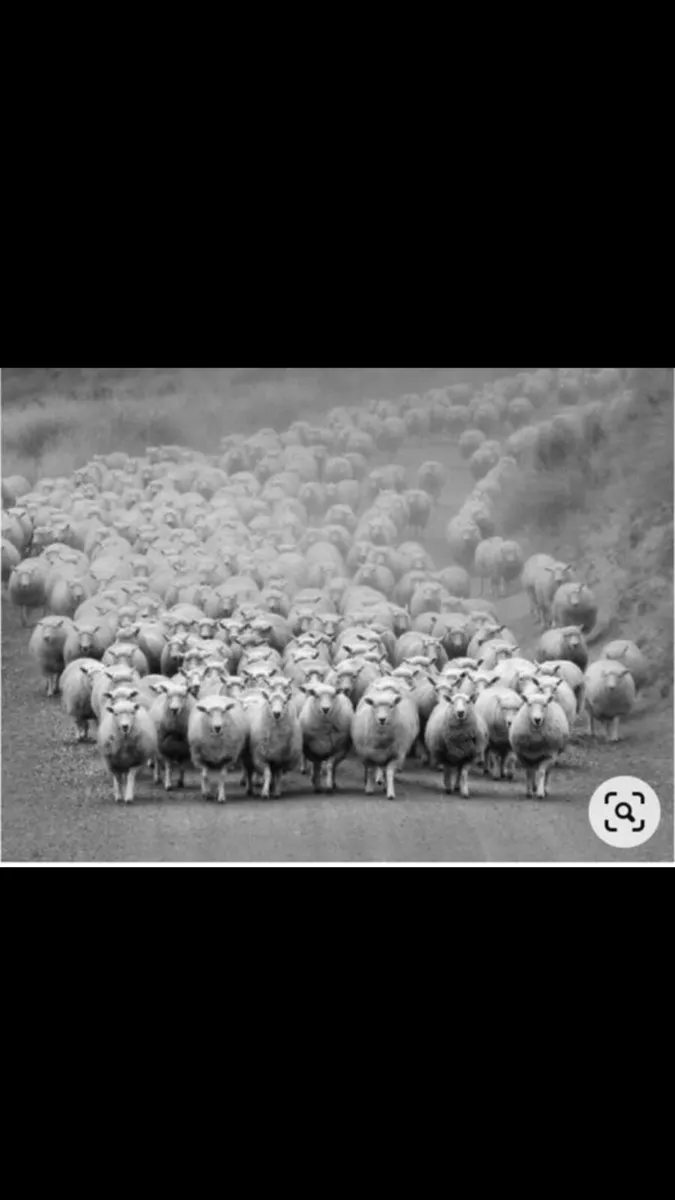 Store Lambs/Ewes&Lambs @foot Required - Image 4
