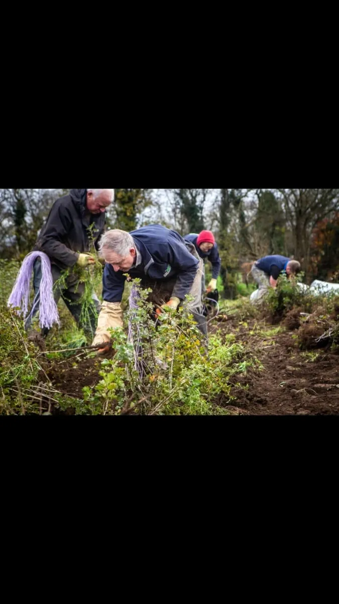 Native Irish Trees 🌳 - Image 3