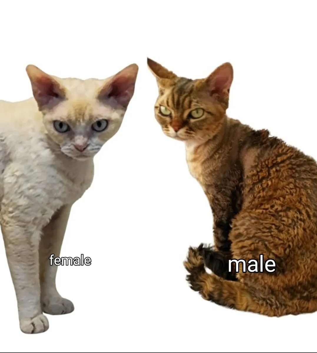 Devon Rex Two cats male and female - Image 1