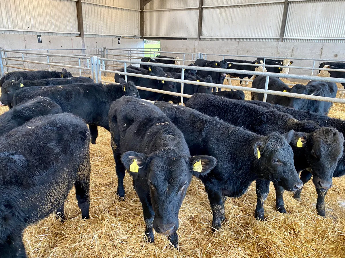 Champion Angus Heifers - Image 1