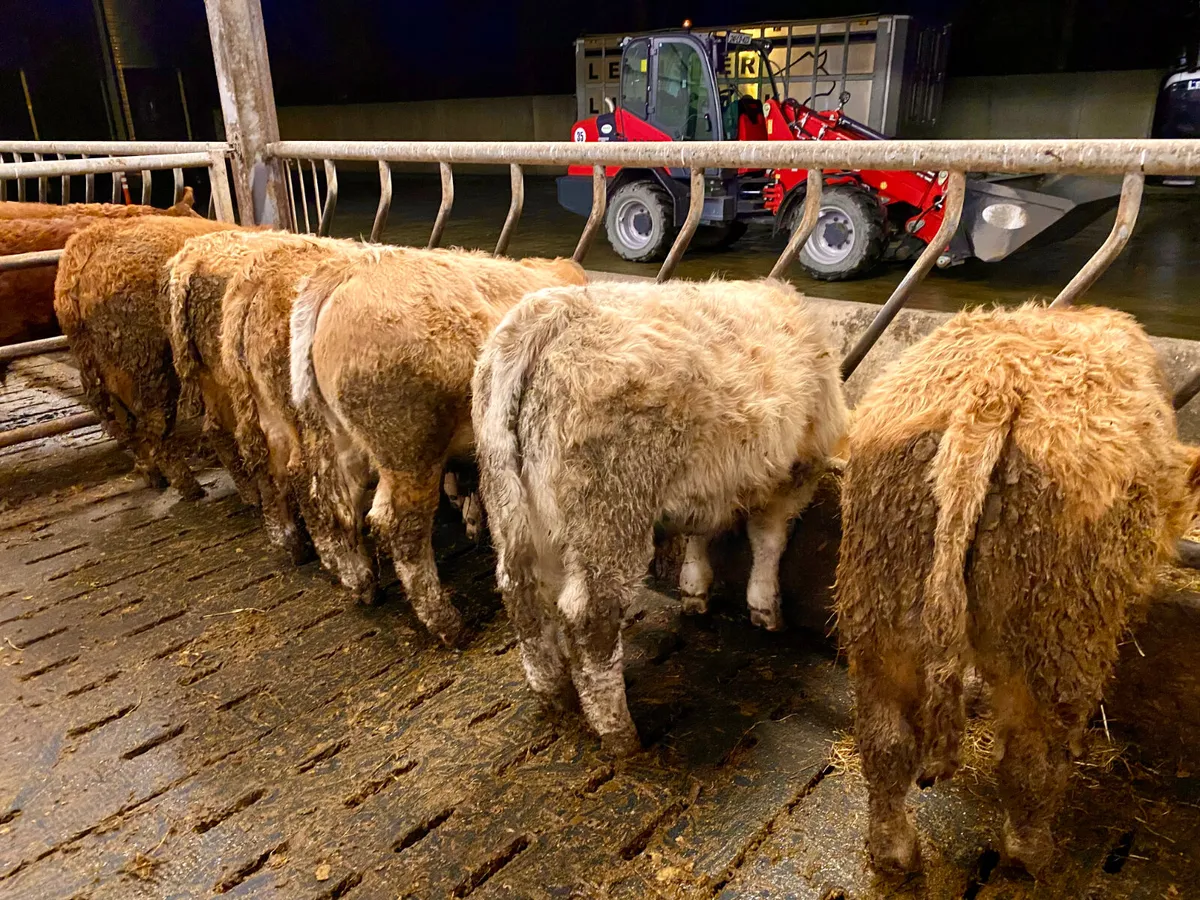 6 Smashing Bullocks - Image 2