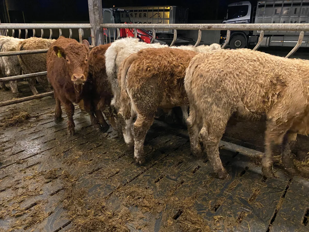 6 Smashing Bullocks - Image 4