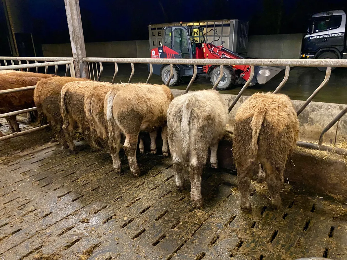 6 Smashing Bullocks - Image 3