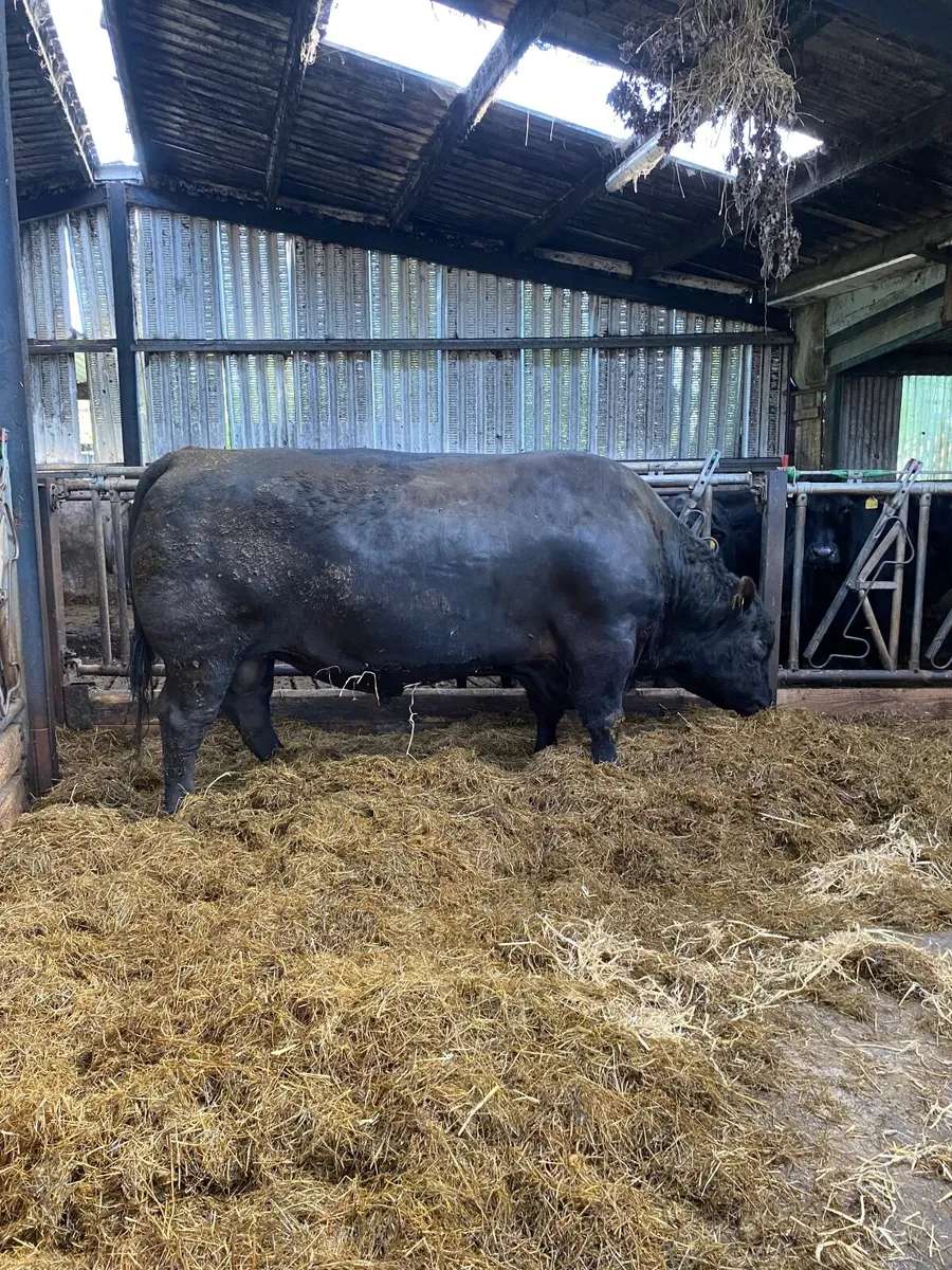 Pedigree Aberdeen Angus bulls and heifers - Image 1