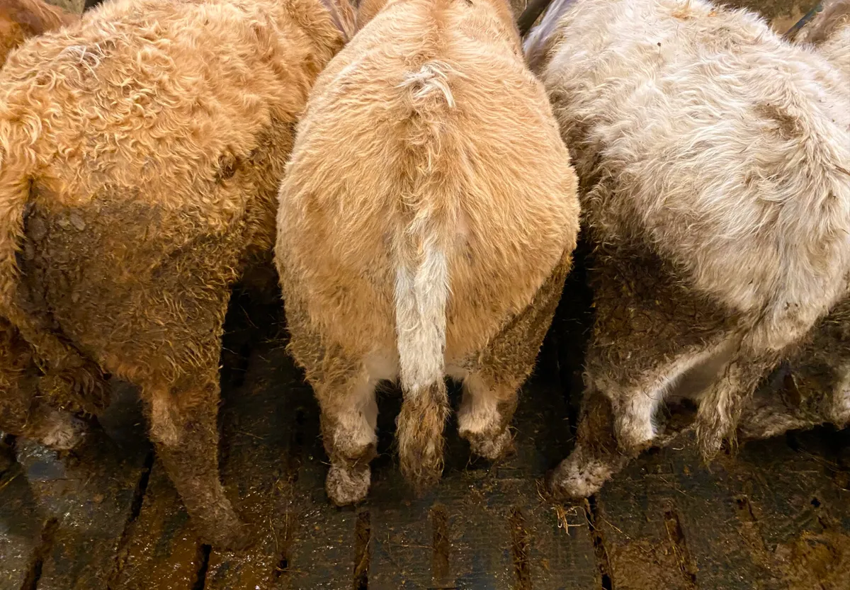 Smashing Bull Weanlings - Image 3