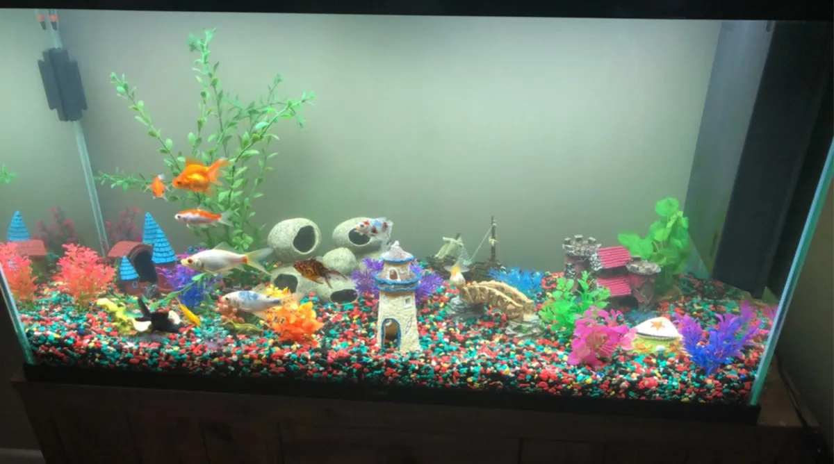 200L Fish tank  - With filter, stones, ornaments - Image 1