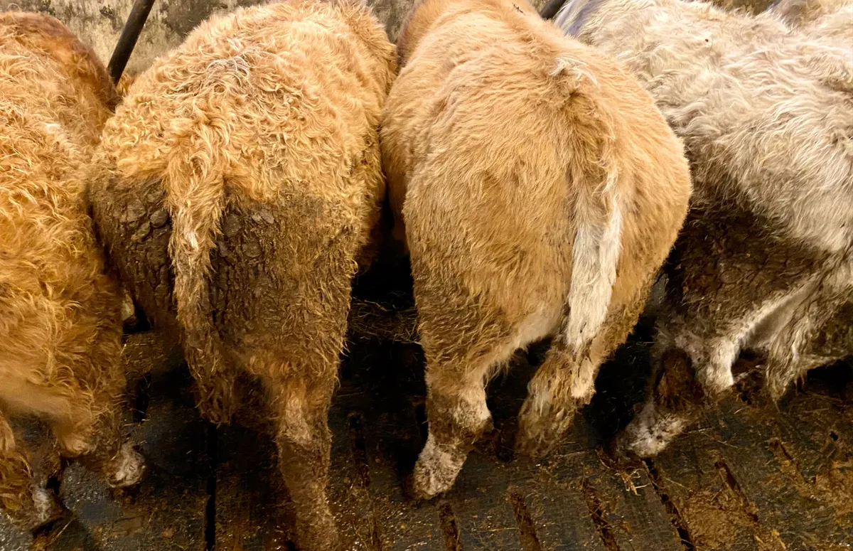 Smashing Bull Weanlings - Image 4