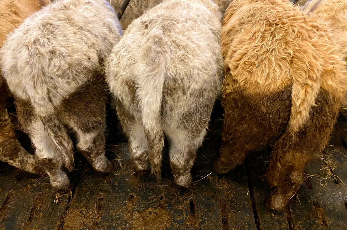 Smashing Bull Weanlings - Image 3