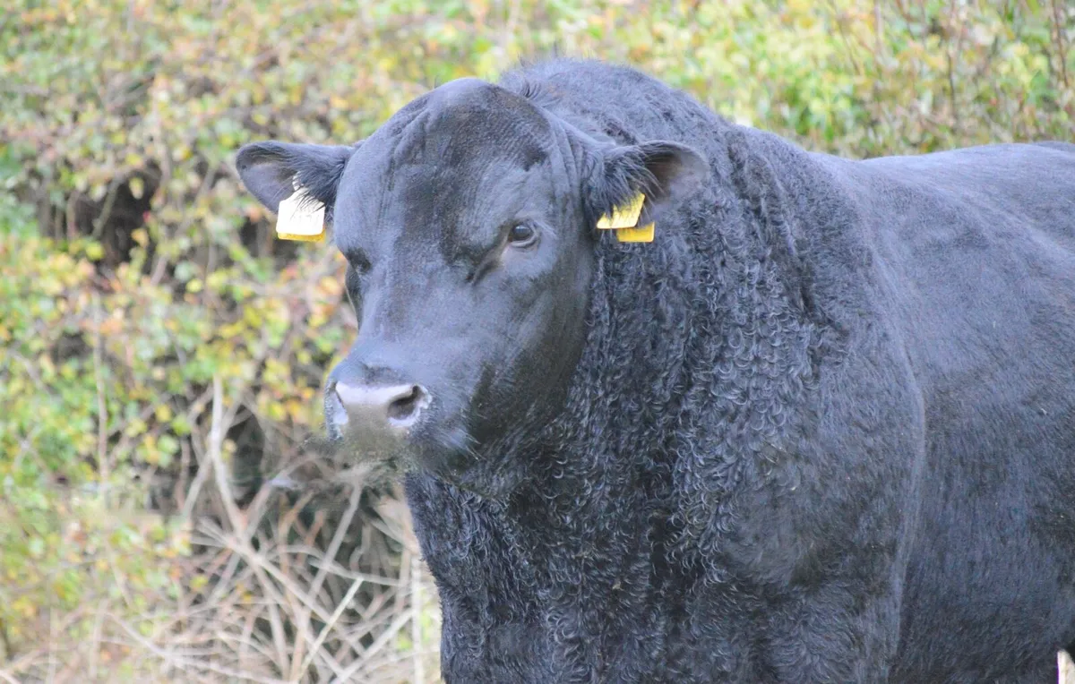 Premium Angus Bulls - Image 1