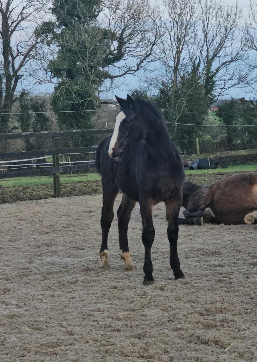 TOP QUALITY SELECTION OF YOUNG HORSES - Image 3
