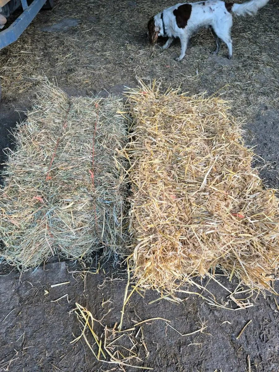 Small square bales of hay and straw - Image 1